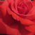 Roz - Trandafir englezesti - Lochnivar